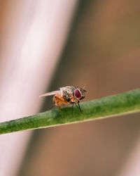 Close-up of insect on leaf