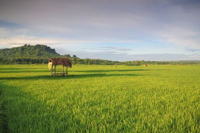 Scenic view of agricultural field against sky