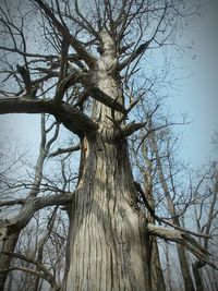 Low angle view of bare tree against sky