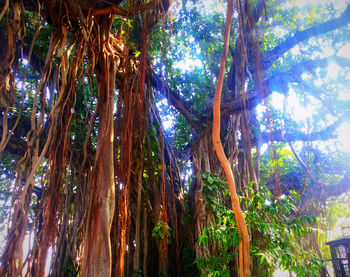 Low angle view of trees in forest