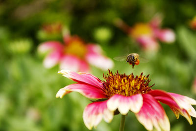 Close-up of bee pollinating on pink flower