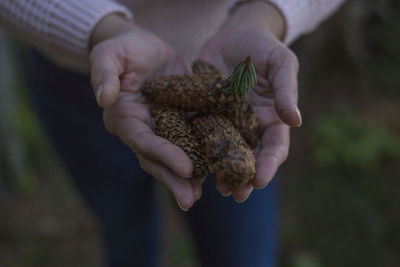 Close-up of hand holding plant