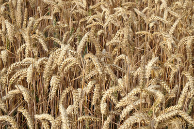 Full frame shot of wheat field