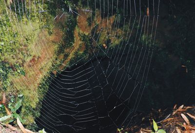 View of trees in water