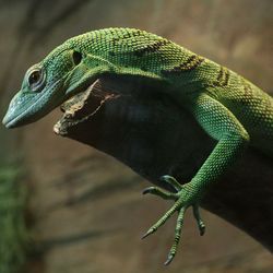 Close-up of lizard