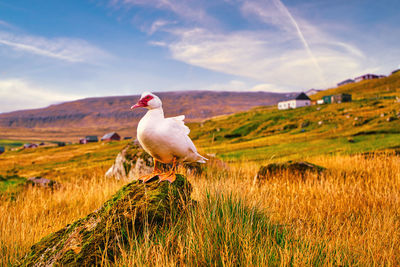 Duck on a field faroe islands