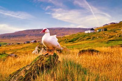 Duck on a field