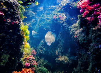 Fish swimming in sea