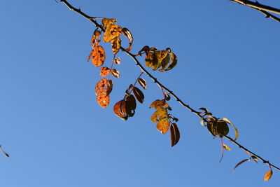 Low angle view of plant against clear blue sky