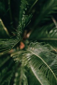 Close-up of palm tree leaves