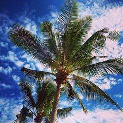 Low angle view of palm trees against cloudy sky