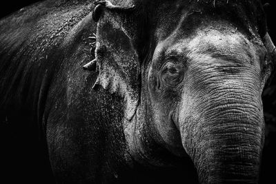 Close-up of elephant