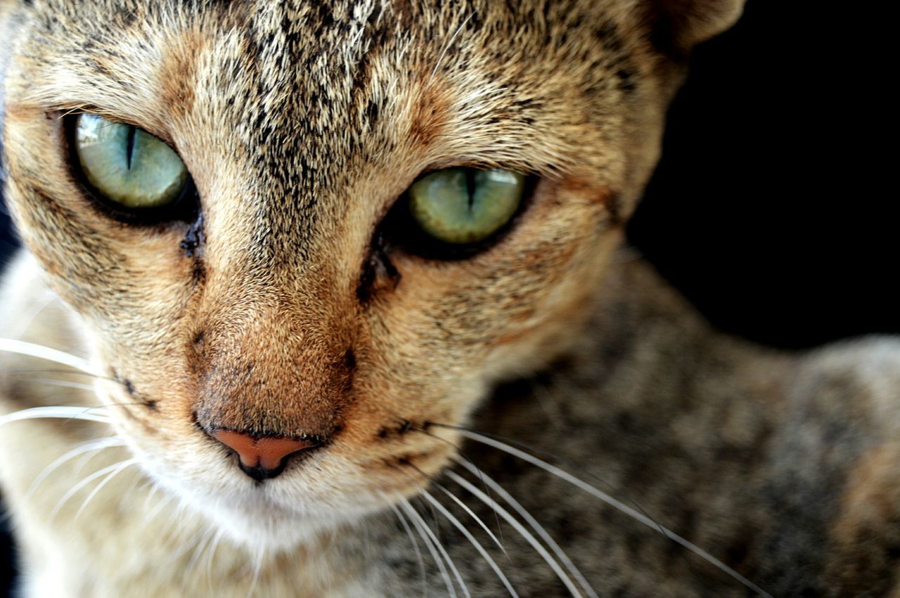 one animal, animal themes, domestic cat, cat, whisker, feline, portrait, pets, looking at camera, mammal, animal eye, animal head, close-up, domestic animals, staring, alertness, animal body part, front view, focus on foreground