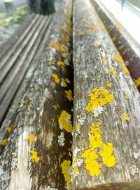 Close-up of yellow leaf