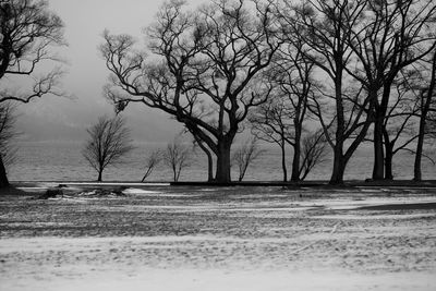 Bare trees on field against sky during winter