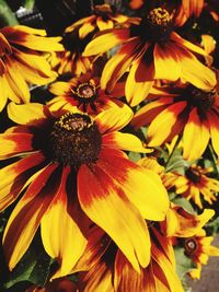 Full frame shot of yellow flowers