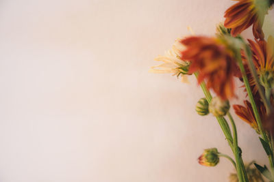 Close-up of yellow flowering plant