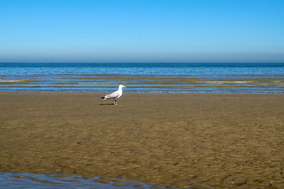 Seagulls on beach