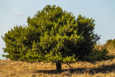 A beautiful photo of a lonely pine tree in the local nature reserve