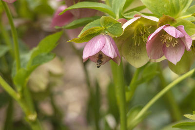 Close-up of pink flowering plant