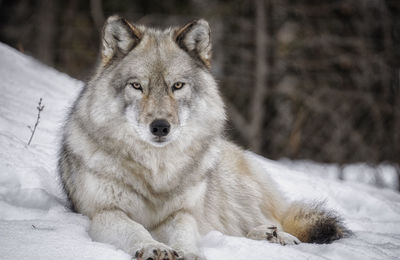 Portrait of a cat lying on snow