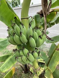 Close-up of banana tree