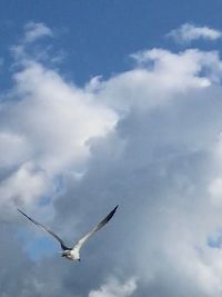 Low angle view of seagull flying in sky