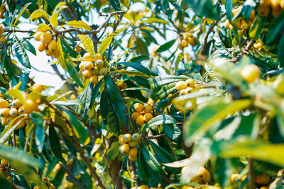 Low angle view of fruits growing on tree