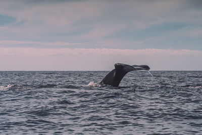 Tail of a humback whale