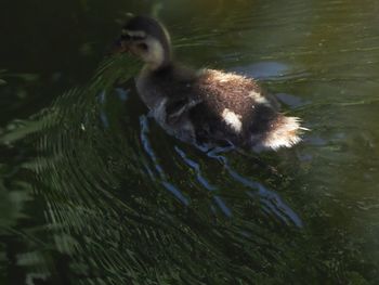 High angle view of turtle swimming in lake