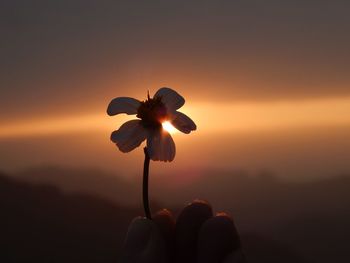 Close-up of orange flower against sky during sunset