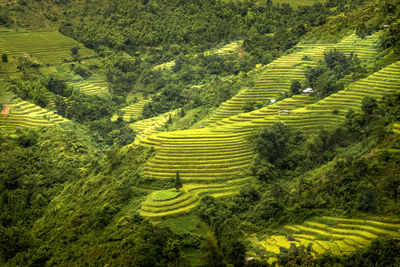 Scenic view of agricultural field