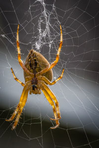 Close-up of spider on web