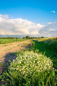 Scenic view of flowering plants on field against sky