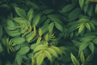 Full frame shot of fresh green plant