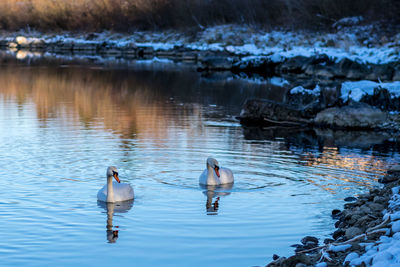Ducks swimming in lake