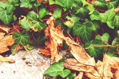 Close-up of leaves on plant during autumn