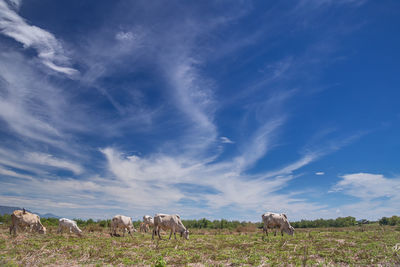 Cows grazing on landscape against blue sky