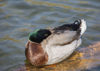 Duck swimming in lake