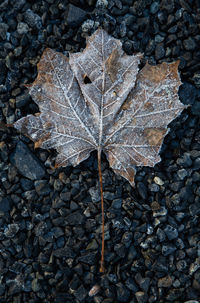 High angle view of maple leaf on pebbles