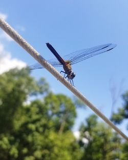 Low angle view of dragonfly on plant against sky