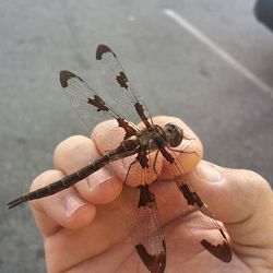 Close-up of cropped hand