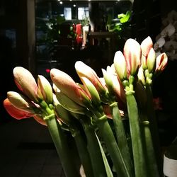 Close-up of flowers