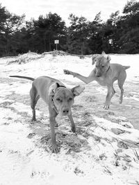 Portrait of dog on sand