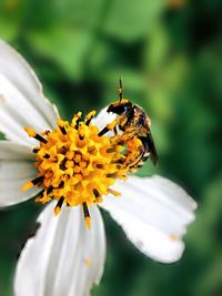 Close-up of butterfly pollinating on flower