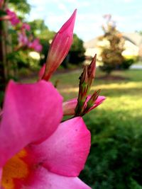 Close-up of pink flowers