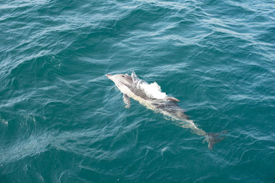 High angle view of fish in sea