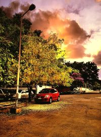 Trees against cloudy sky