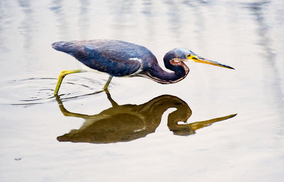 High angle view of a duck in a lake