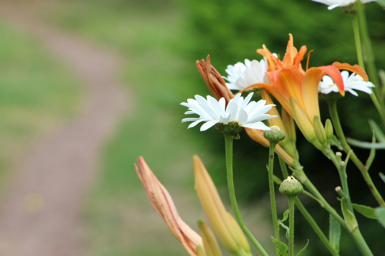 flower, petal, freshness, fragility, flower head, growth, beauty in nature, blooming, focus on foreground, plant, nature, close-up, stem, in bloom, pollen, white color, field, day, leaf, outdoors